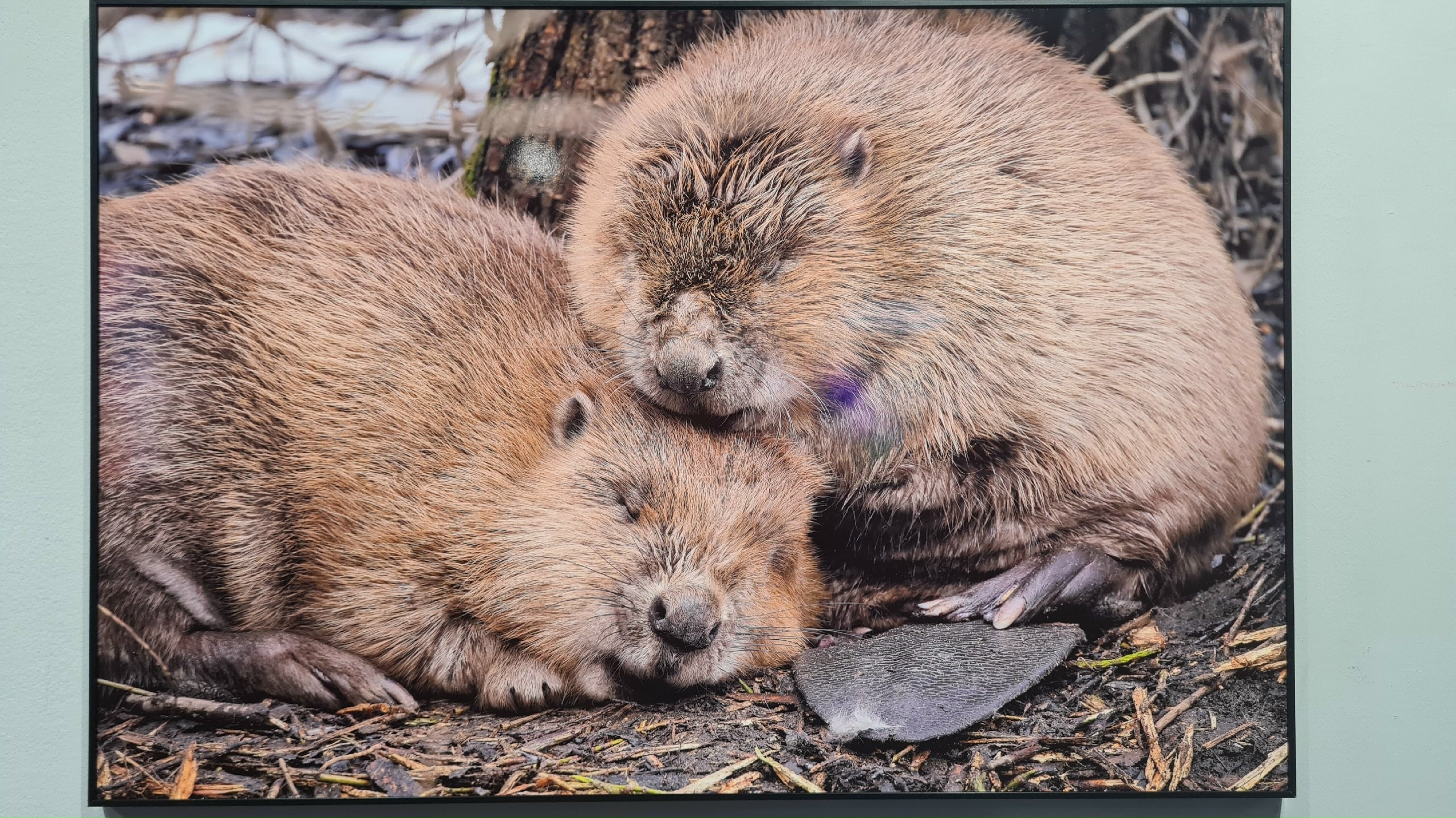 Фото из поста