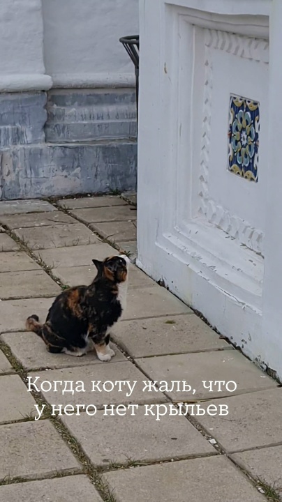 Миниатюра видео